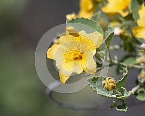 Yellow Arrowleaf sida bloom in Kaloko-Honokohau National Historic Park on the Big Island, Hawaii. photo