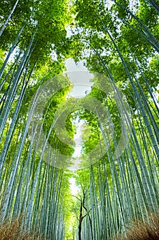 Pictureque Sagano Bamboo Forest in Japan