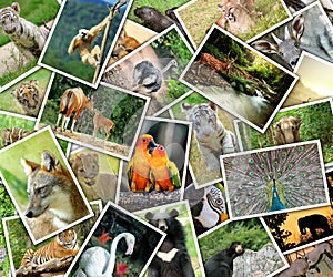 Pictures of animals