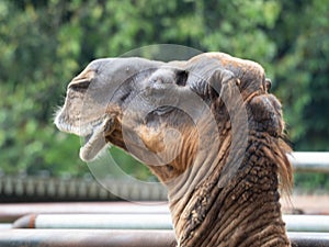 Pictures of a camel head