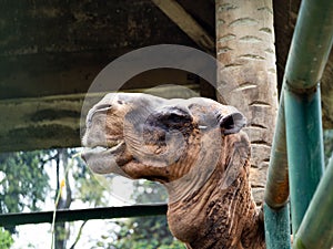 Pictures of a camel head