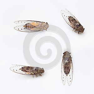 Pictures of cicada insect 4 style,isolated on white background