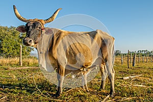 Pictures of Cuba - Cuban Farm Animals