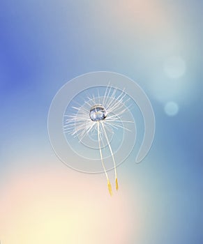 A pictures of dreamy dandelion. There is a transparent water drop on the dandelion