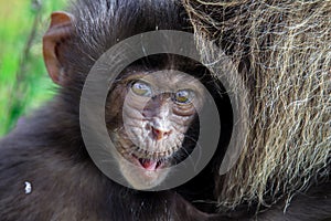 Pictures of Endemic Gelada Baboon Baby living in the Ethiopian Highlands only