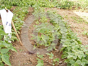 Pictures of green bean plant in the garden photo