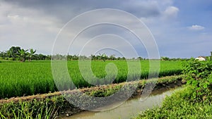 pictures of green rice fields