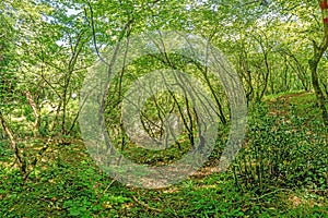 Pictures of a hike through dense green forest along a dried riverbed in Skarline Nature Park in Istria