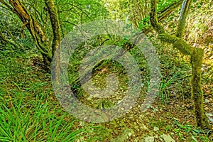 Pictures of a hike through dense green forest along a dried riverbed in Skarline Nature Park in Istria