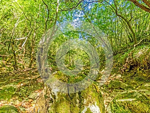 Pictures of a hike through dense green forest along a dried riverbed in Skarline Nature Park in Istria