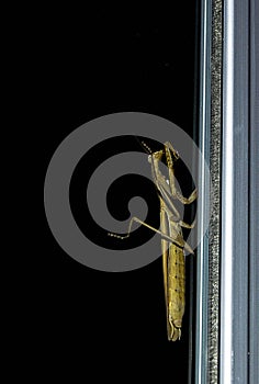 Pictures of locusts, pictures of locusts climbing at night