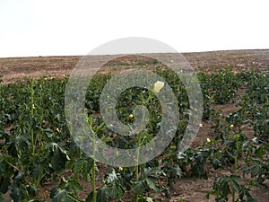 Pictures of okra plant on the field for commercials of fruit producers