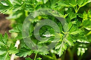 Pictures of parsley on the field