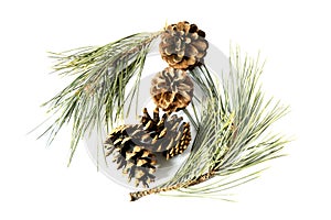 Pictures of pine cones used as ornaments at home