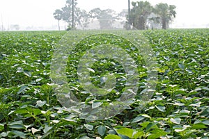 Pictures of potato plant on the vast agricultural farms across the horizon