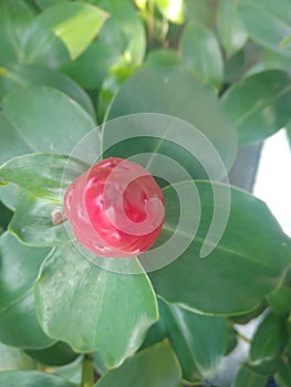 pictures of red flowers with green leavesÃ¯Â¿Â¼ photo