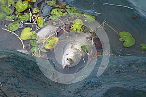 Pictures of some freshwater fish, caught in a fishing net by the lake