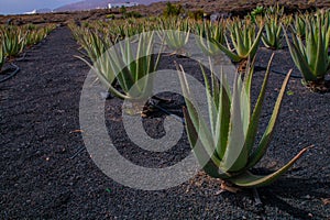 Pictures of the two main town one the capital in Lanzarote, Canary Island photo