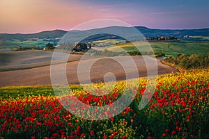 Picturesque agricultural lands with blooming colorful flowers, Tuscany, Italy