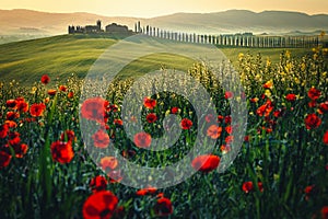 Picturesque agricultural lands with red poppies, Tuscany, Italy