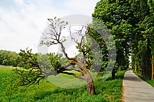 Picturesque alley with a walking trail surrounded by old trees