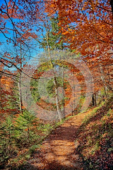 Picturesque autumn forest