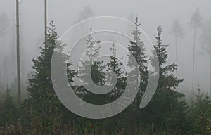 Picturesque autumn forest in fog