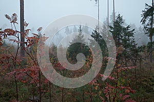 Picturesque autumn forest in fog