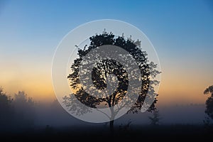 A picturesque autumn landscape, a lonely tree against the background of a misty dawn, on the river bank