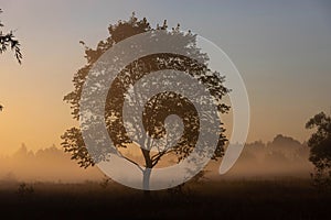 A picturesque autumn landscape, a lonely tree against the background of a misty dawn, on the river bank