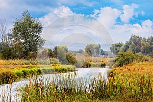 Picturesque autumn landscape with river among thickets of trees and reeds and blue sky with white clouds