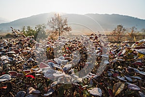 Picturesque autumn morning in the countryside in Huanghan region, close to Hongcun and Tachuan villages in China, Yi County