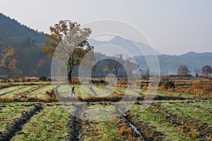 Picturesque autumn morning in the countryside in Huanghan region, close to Hongcun and Tachuan villages in China, Yi County