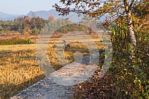 Picturesque autumn morning in the countryside in Huanghan region, close to Hongcun and Tachuan villages in China, Yi County