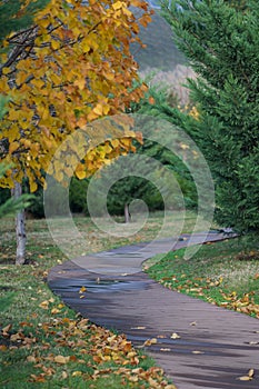 Picturesque autumn nature park with wooden curving path with puddles and with trimmed thuja bushes