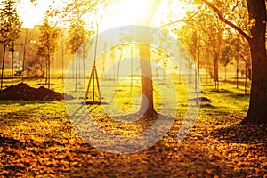 Picturesque autumn park background. Bright yellow and orange trees fall background with a bright shining sun.
