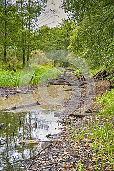 Picturesque Autumn Pond with Snags And fallen Trees Floating in The Pripyat River and Dry Grass and Trees on Field of Polesye