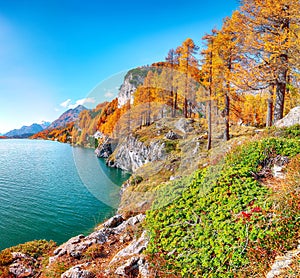 Picturesque autumn scene in Swiss Alps and views of Sils Lake (Silsersee