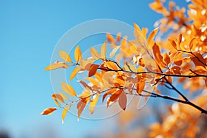 Picturesque autumn scene, tree leaves harmonize with the vast blue sky