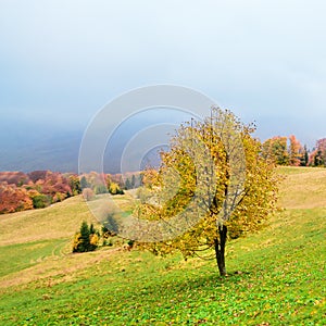 Picturesque autumn scenery in the mountains with meadow and colorful trees on foreground and fog above valley. I