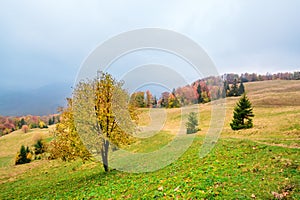 Picturesque autumn scenery in the mountains with meadow and colorful trees on foreground and fog above valley. II