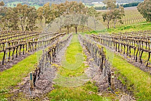 Wine valley in Adelaide Hills