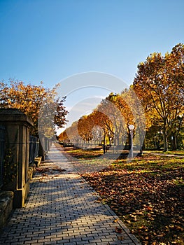 Picturesque autumnal park with a winding pathway lined with trees