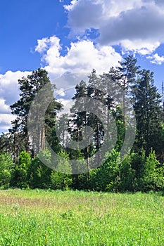 Picturesque backwoods on bright summer day. Moscow suburbs, Russia.