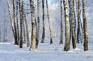 Picturesque birch grove in hoarfrost, winter landscape
