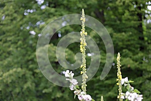 Picturesque bloom of bright flowers of the scepter mullein