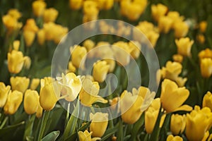 Picturesque blooming yellow tulips. Spring, summer natural background, texture, selectiv focus