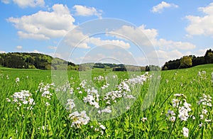 Picturesque bogland with wildflowers, german landscape