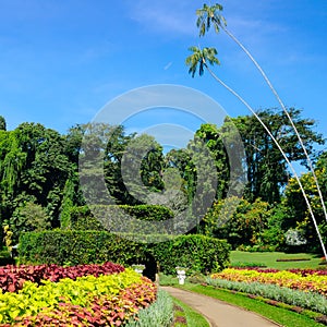 A picturesque botanical garden with exotic tropical plants and trees. Sri Lanka