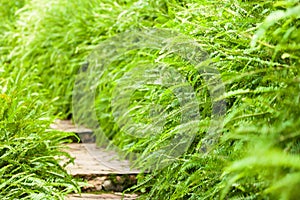 Picturesque of botanical garden with green fern along a wooden walkway